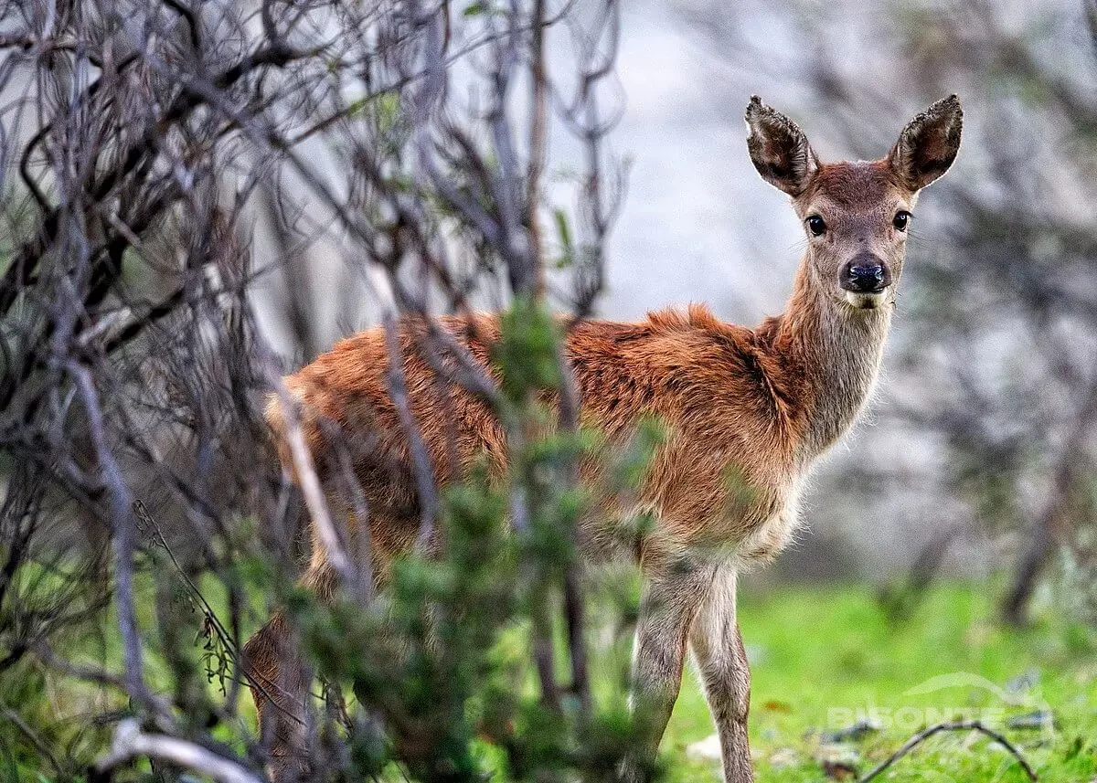 Ciervo Común
