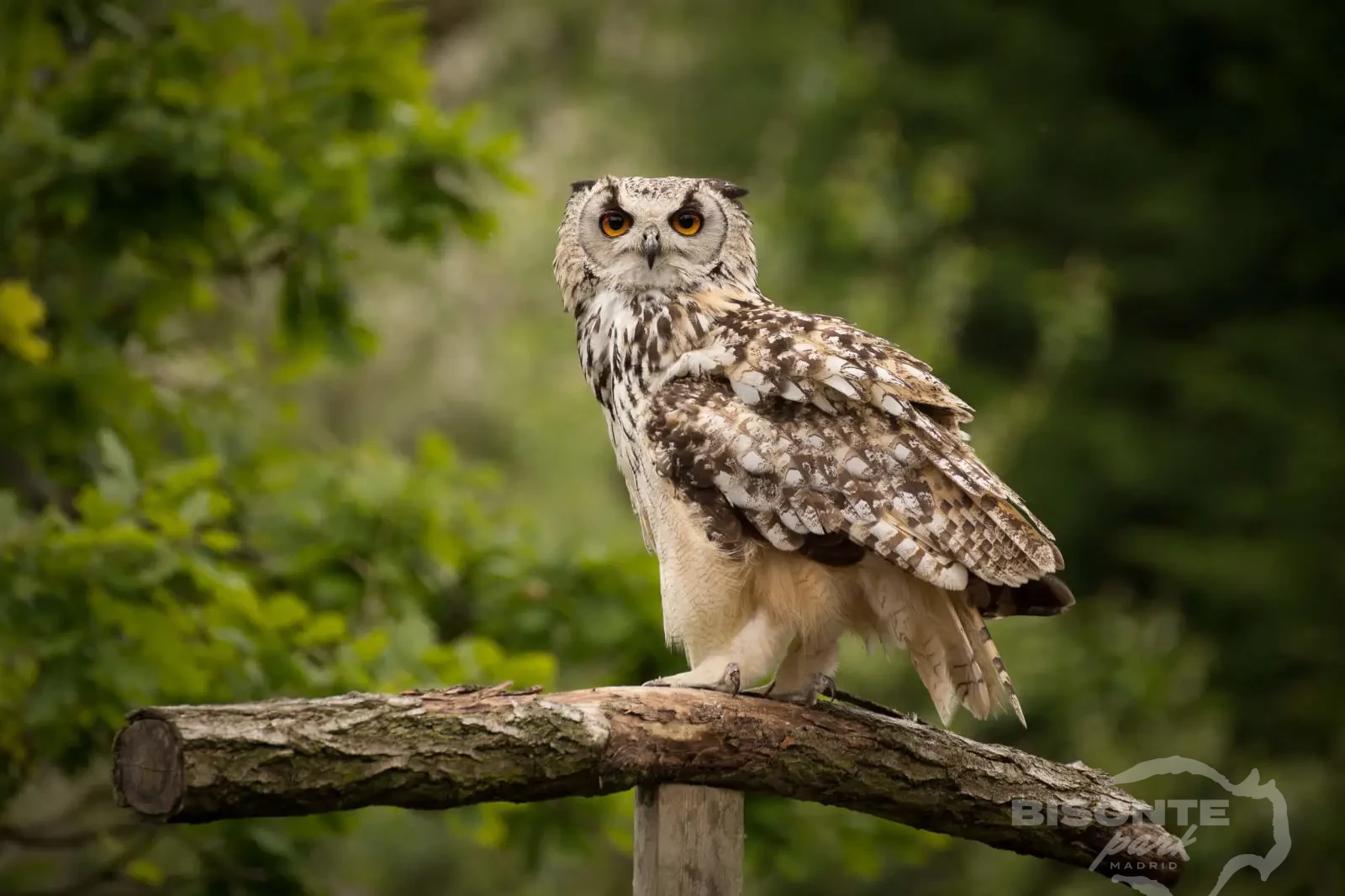 Búho Real