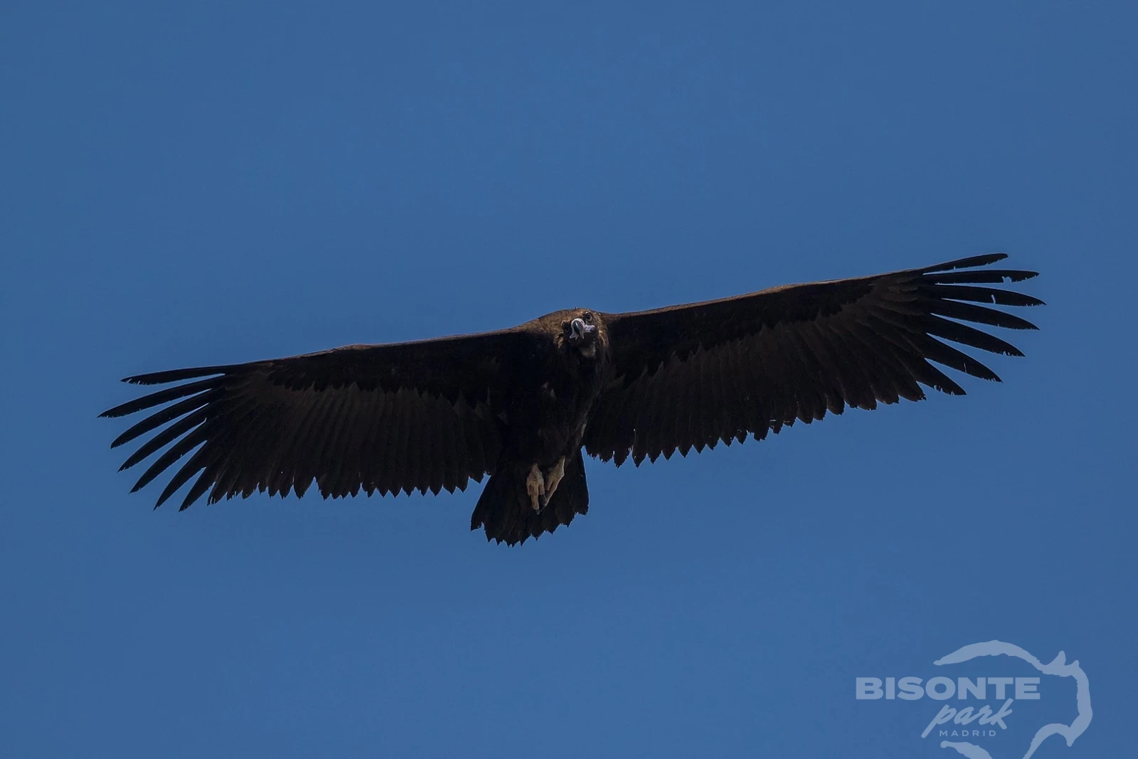 Buitre Negro